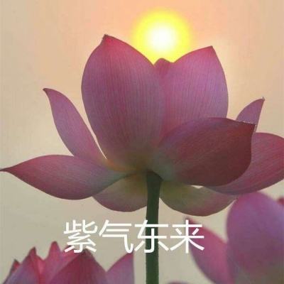 口袋妖怪联盟变态版下载